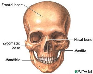 anatomy-of-the-mouth