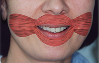 muscles-speech-swallow